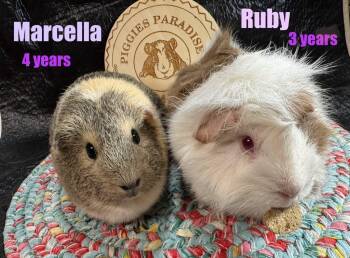 Rescue Short Haired Guinea Pigs for Adoption in Red Oak, Iowa - Marcella & Ruby | PetCurious